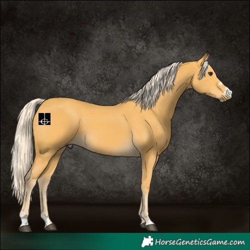 Horse Color:Palomino 