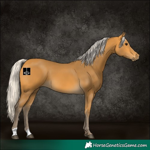 Horse Color:Silver Buckskin 
