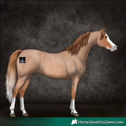 Horse Color:Red Roan Splash 