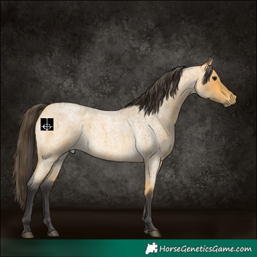 Horse Color:Buckskin Roan 