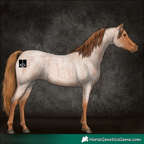 Horse Color:Red Roan 