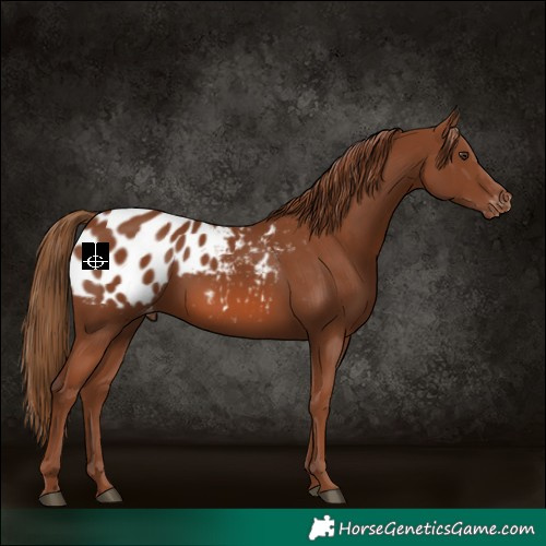 Horse Color:Chestnut Appaloosa 