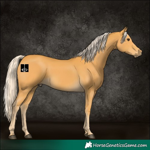 Horse Color:Palomino 