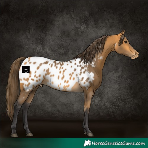 Horse Color:Buckskin Near Leopard 
