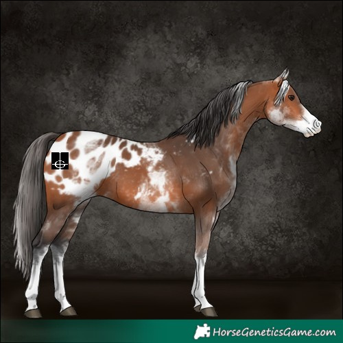 Horse Color:White Spotted Bay Blanket Rabicano 