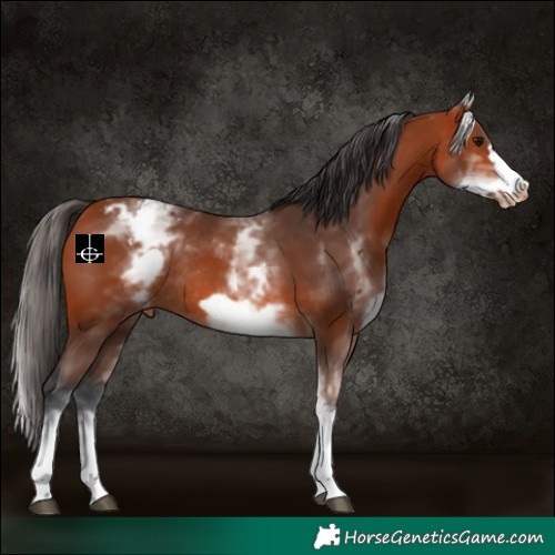 Horse Color:White Spotted Bay Frame Varnish Rabicano 