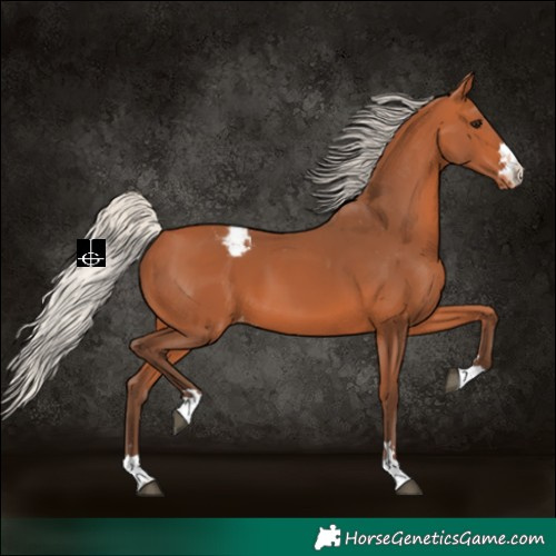 Horse Color:Silver Bay Appaloosa 