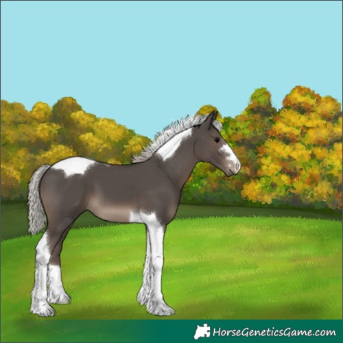 Horse Color:Silver Black Tobiano 