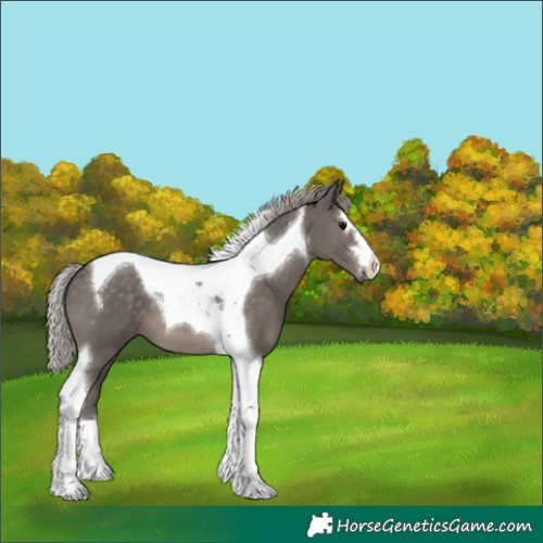 Horse Color:Silver Black Tobiano 