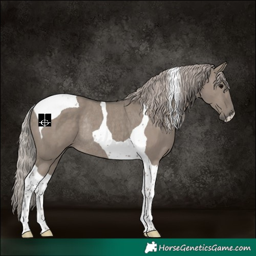 Horse Color:Silver Grullo Tobiano Rabicano 