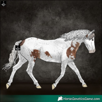 Horse Color:White Spotted Silver Black Splash Tobiano 