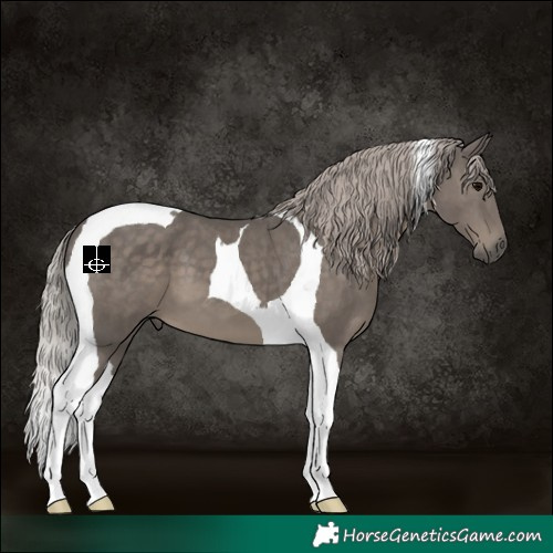 Horse Color:Silver Black Tobiano 