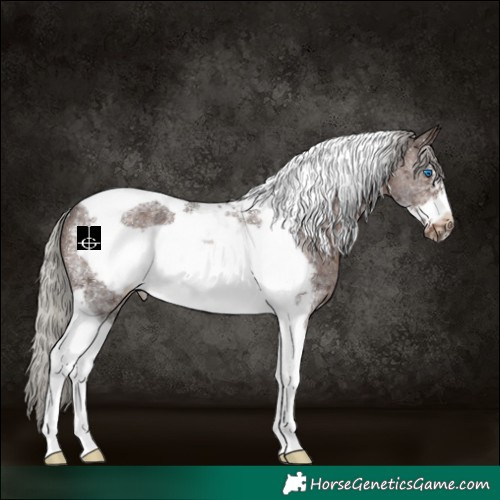 Horse Color:Silver Brown Sabino Tobiano Frame Rabicano 