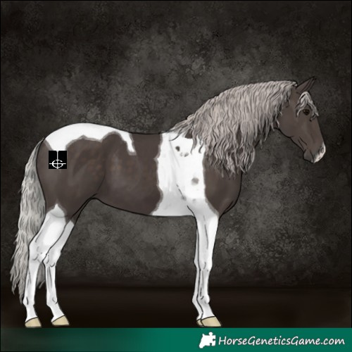 Horse Color:Silver Black Tobiano 