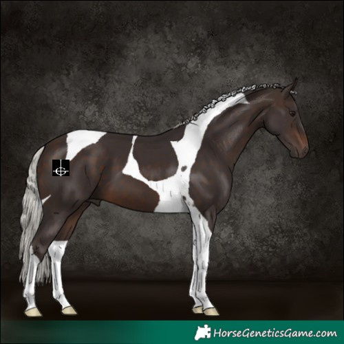 Horse Color:Silver Brown Tobiano 