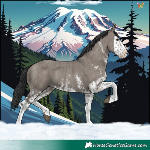 Horse Color:Grullo Sabino Splash  and Grullo Sabino Splash 