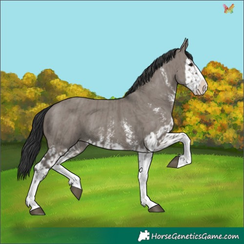 Horse Color:Grullo Sabino Splash  and Grullo Sabino Splash 