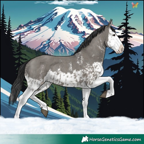 Horse Color:Grullo Sabino Splash  and Grullo Sabino Splash 