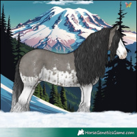 Horse Color:Grullo Sabino Splash  and Grullo Sabino Splash 