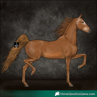 Horse Color:Gray Chestnut 