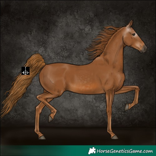 Horse Color:Gray Chestnut 
