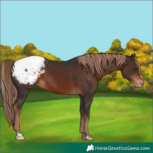 Horse Color:Liver Chestnut Appaloosa