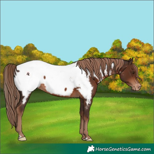 Horse Color:Liver Chestnut Appaloosa