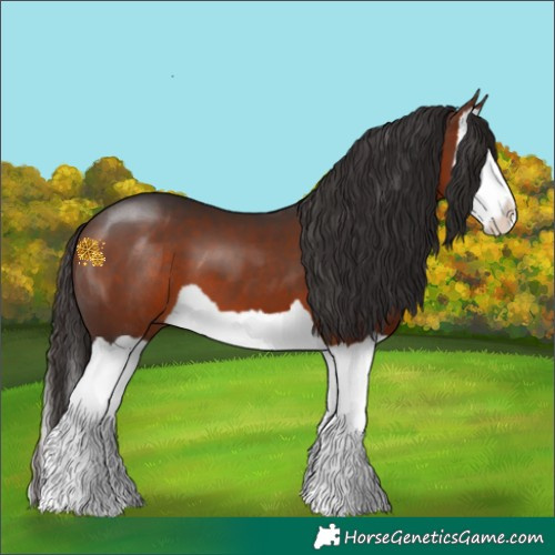 Horse Color:Bay Splash 