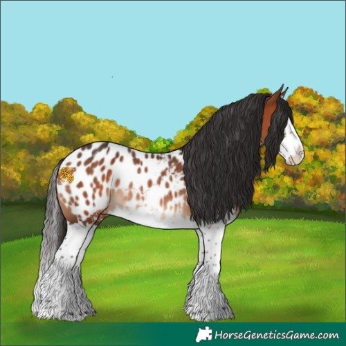 Horse Color:Bay Sabino Splash Blanket Rabicano 
