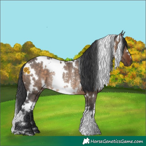 Horse Color:White Spotted Brown Dun Rabicano 