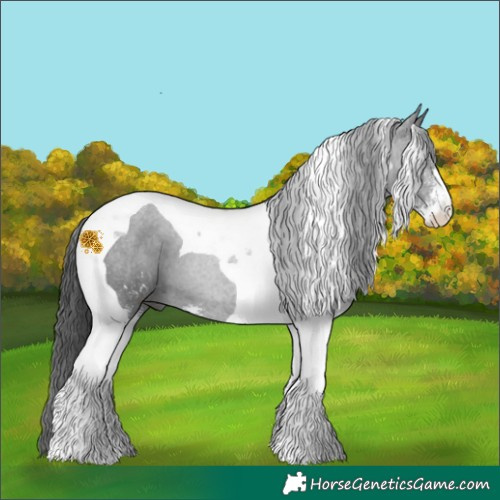 Horse Color:Black Sabino Tobiano 