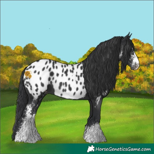 Horse Color:Black Sabino Near Leopard 