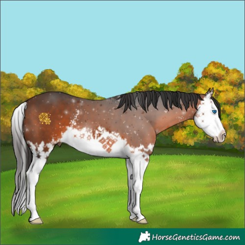 Horse Color:Brown Sabino Splash 
