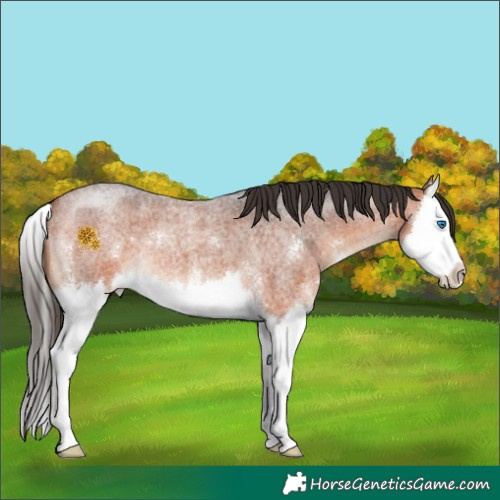 Horse Color:Bay Roan Sabino Splash 