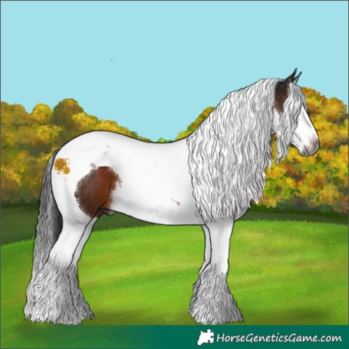Horse Color:Gray Brown Sabino Splash Tobiano 
