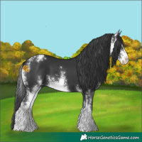 Horse Color:Black Sabino