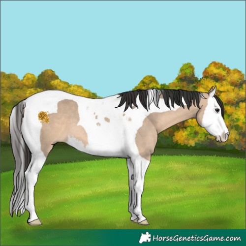 Horse Color:Brown Dun Splash Tobiano 