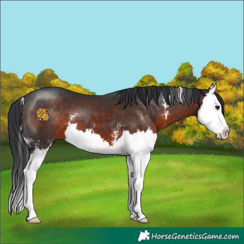 Horse Color:Brown Sabino Splash 