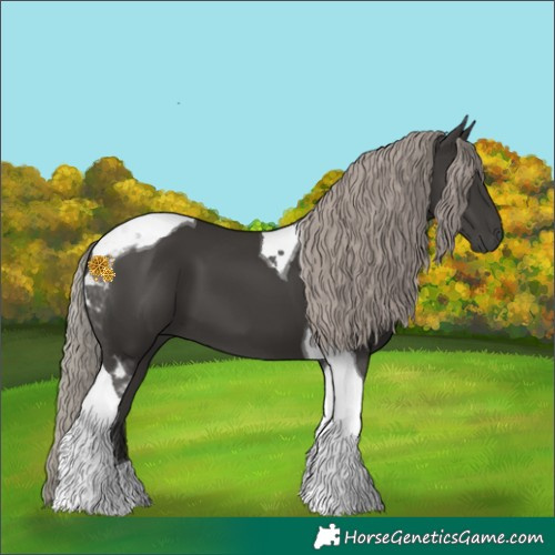Horse Color:Gray Silver Black Tobiano 