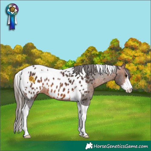 Horse Color:Bay Sabino Tobiano Appaloosa 