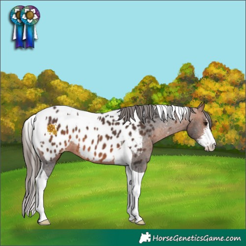 Horse Color:Bay Sabino Tobiano Near Leopard 