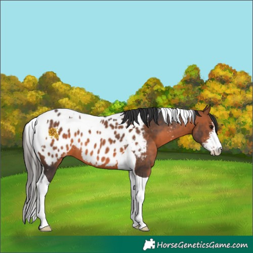 Horse Color:Bay Sabino Tobiano Appaloosa 