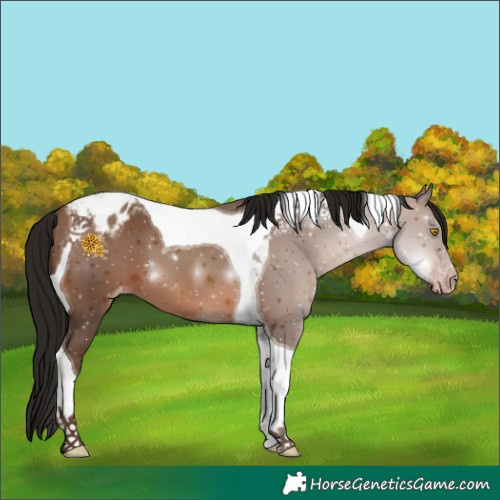 Horse Color:Gray Amber Champagne Tobiano Varnish 