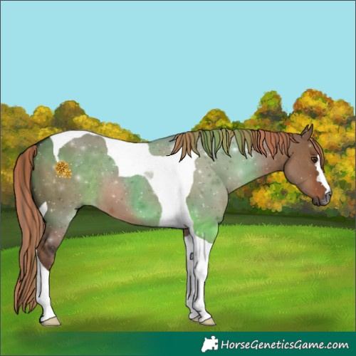 Horse Color:Gray Painted Liver Red Dun Tobiano 