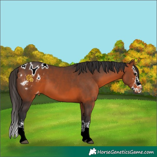 Horse Color:Bay Sabino Splash Blanket 