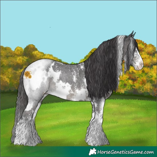 Horse Color:White Spotted Smoky Black Sabino Rabicano 