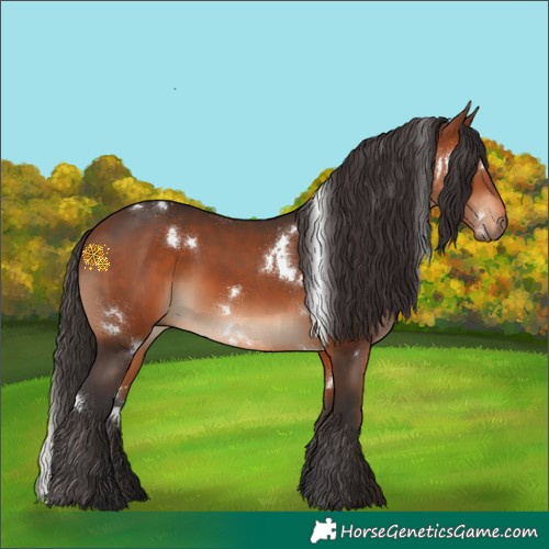 Horse Color:White Spotted Bay 