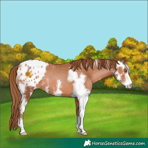 Horse Color:Brown Pearl Sabino Appaloosa 