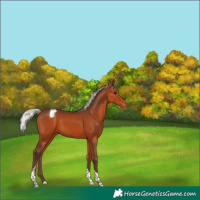 Horse Color:Silver Brown Tobiano Appaloosa 