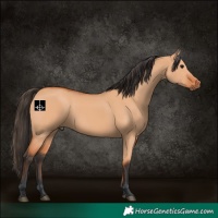 Horse Color:Bay Dun 